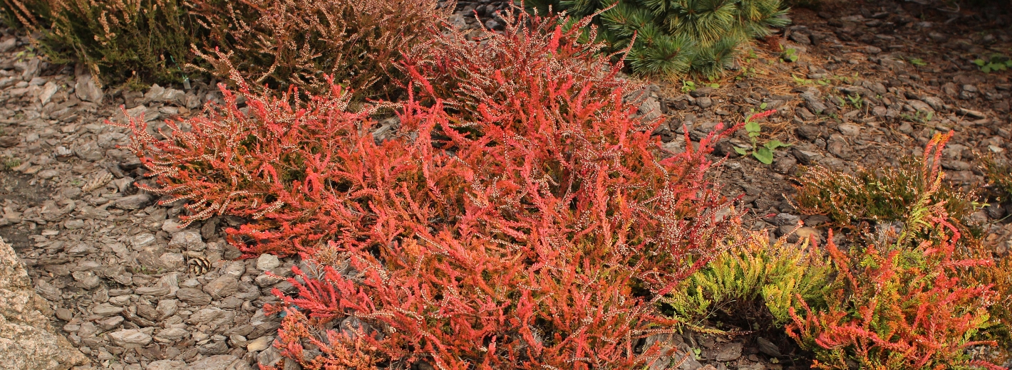 Rindenmulch im Beet