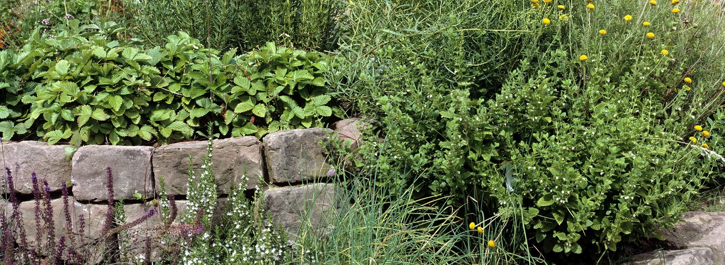 Kräuterspirale