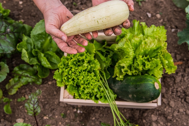 Person hält frisch geerntetes Gemüse über einer Kiste mit Zucchini und Salat.