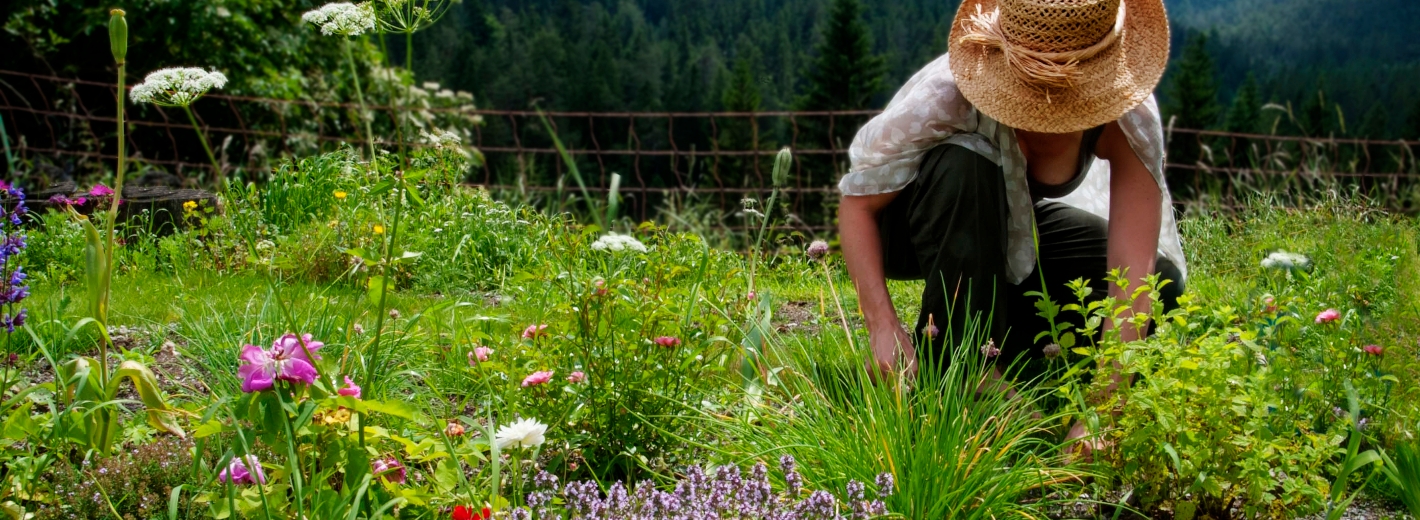 Frau pflanzt Kräuter im Bauerngarten