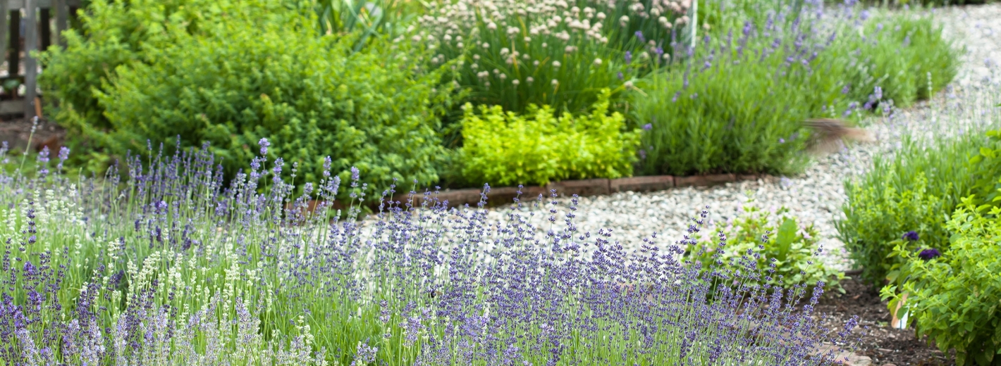 Kiesweg mit Lavendel