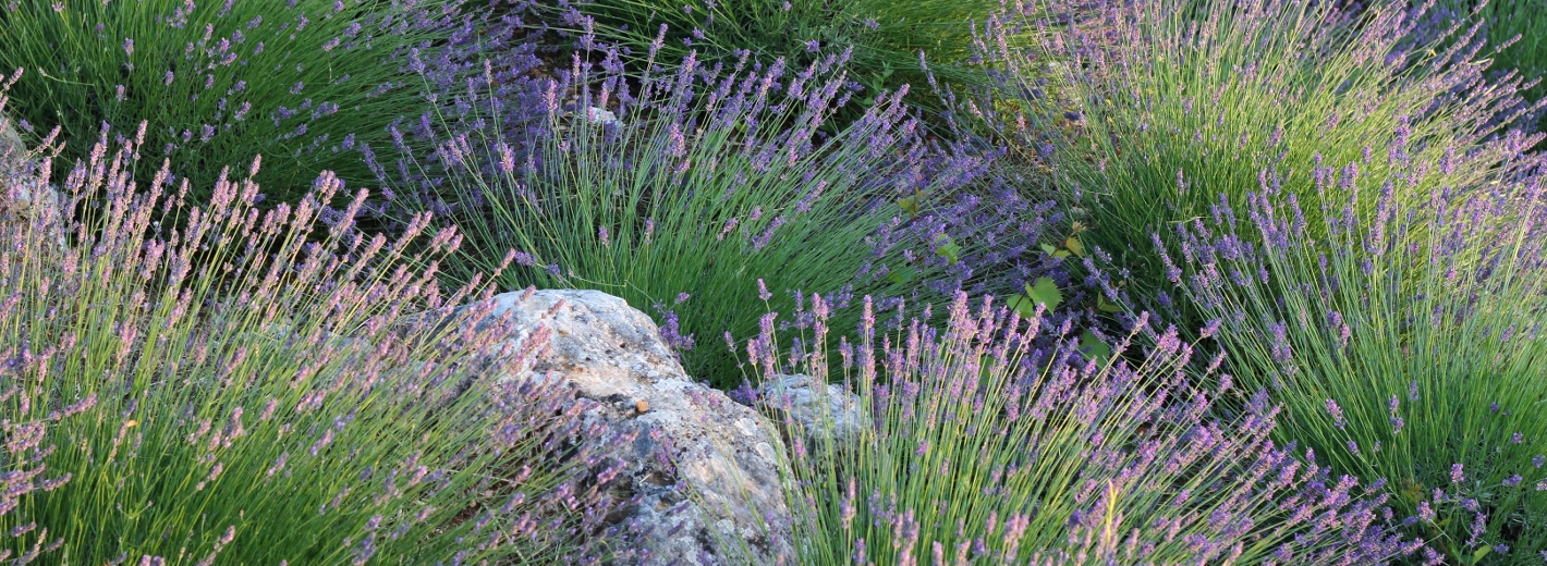 Mediterraner Garten provenzialisch