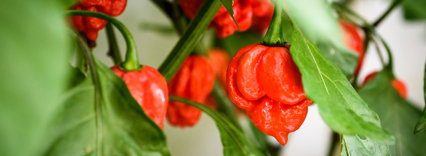 Chilipflanze