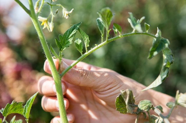Hand greift auf einen Tomatenzweig