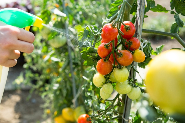 Schachtelhalm-Spray sprüht auf eine Tomatenpflanze