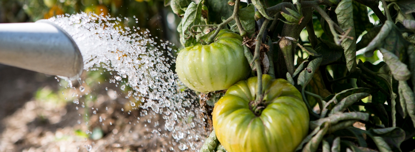 Grüne Tomaten werden gegossen