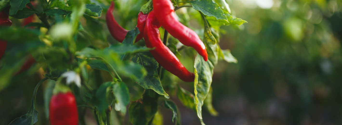 Chillipflanze