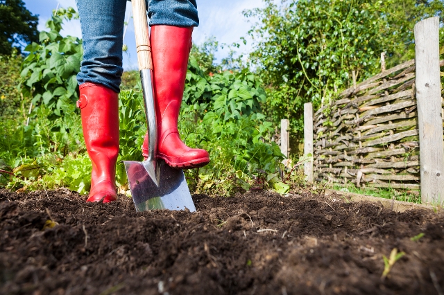 Rote Stiefel steigen auf Spaten, der in die Erde eines Gemüsegartens sticht