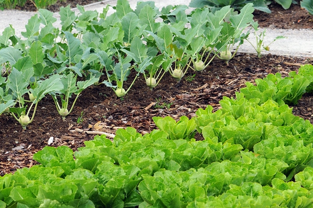 Gemüsegarten mit verschiedenen Sorten durch Schotterwege und Rindenmulch getrennt