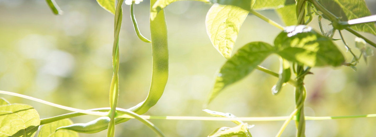 Grüne Bohnenpflanze im Sonnenlicht