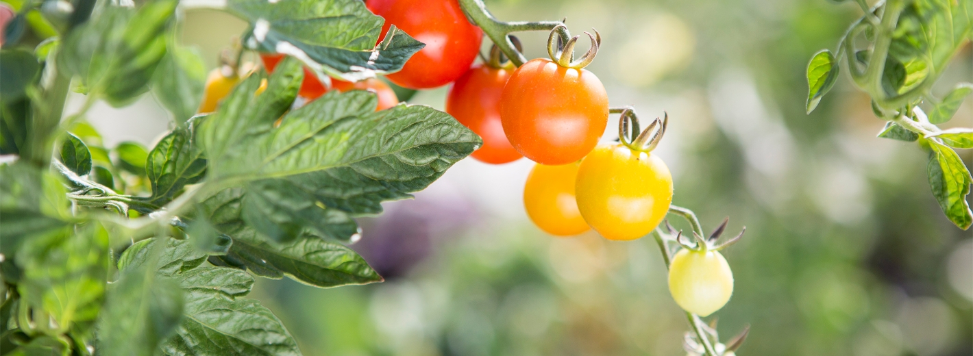Unterschiedlich reife Tomaten an einem Strauch