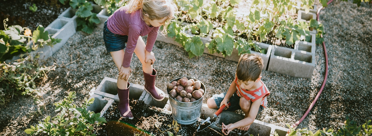 Kinder ernten Kartoffeln im Gemüsegarten und helfen beim Gemüseanbau
