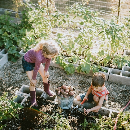 Kinder ernten Kartoffeln im Gemüsegarten und helfen beim Gemüseanbau