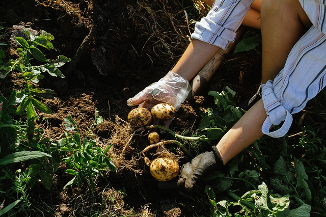 Kartoffeln werden von Hand aus der Erde geerntet.