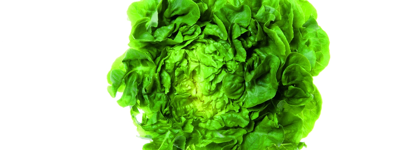 Alte Gemüsesorte Salat Maria Lankowitz