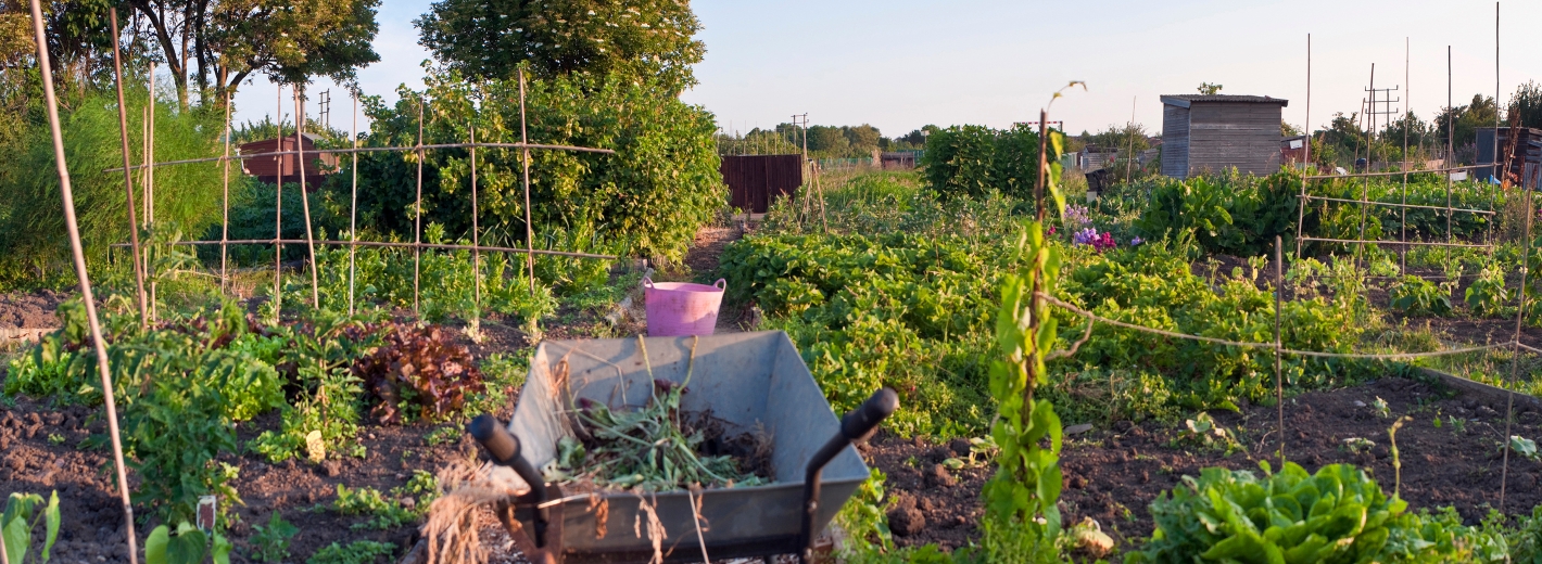 Gemüsegarten mit Beeten, Rankhilfen und einer Scheibtruhe im Vordergrund.