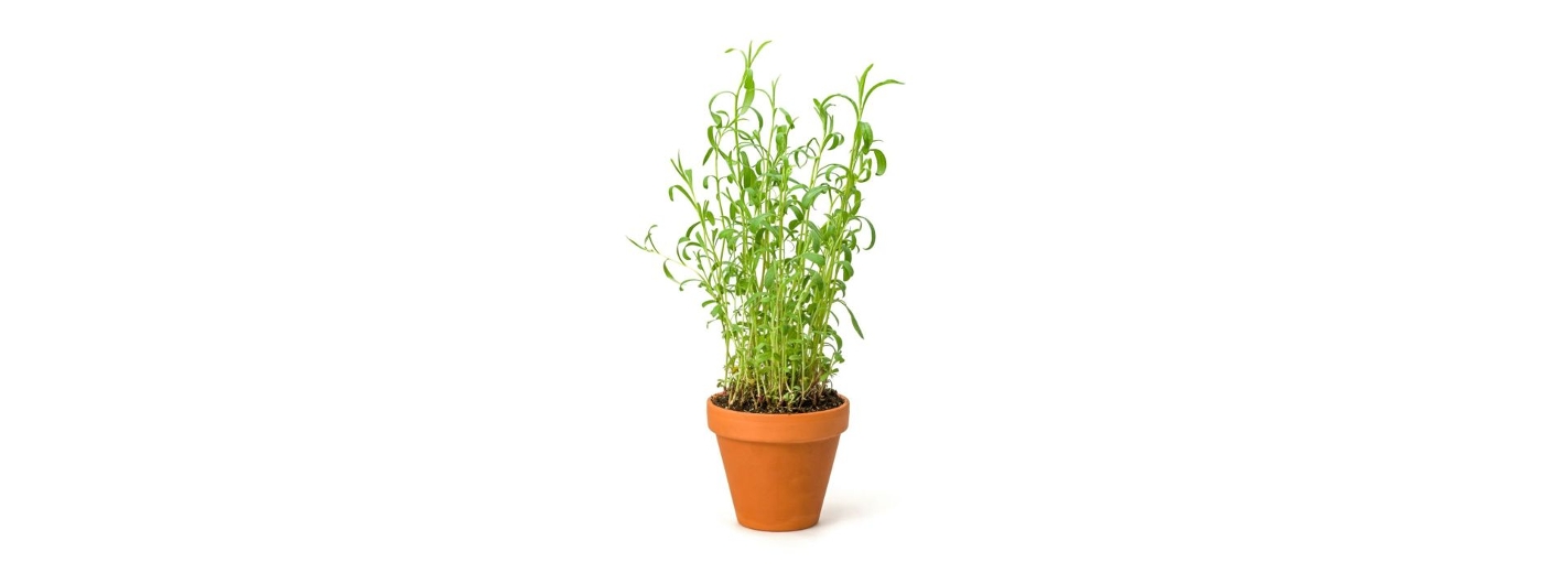 Estragon