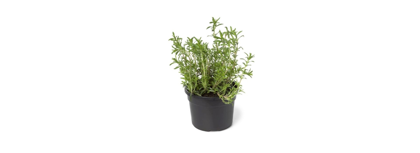 Bohnenkraut