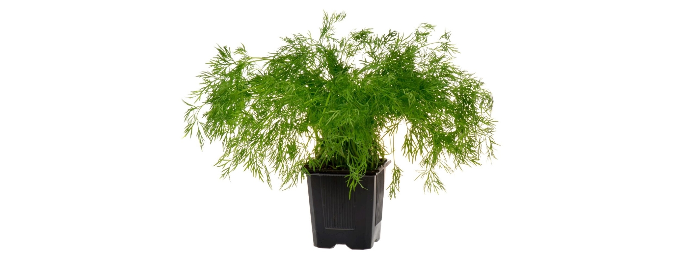 Dill