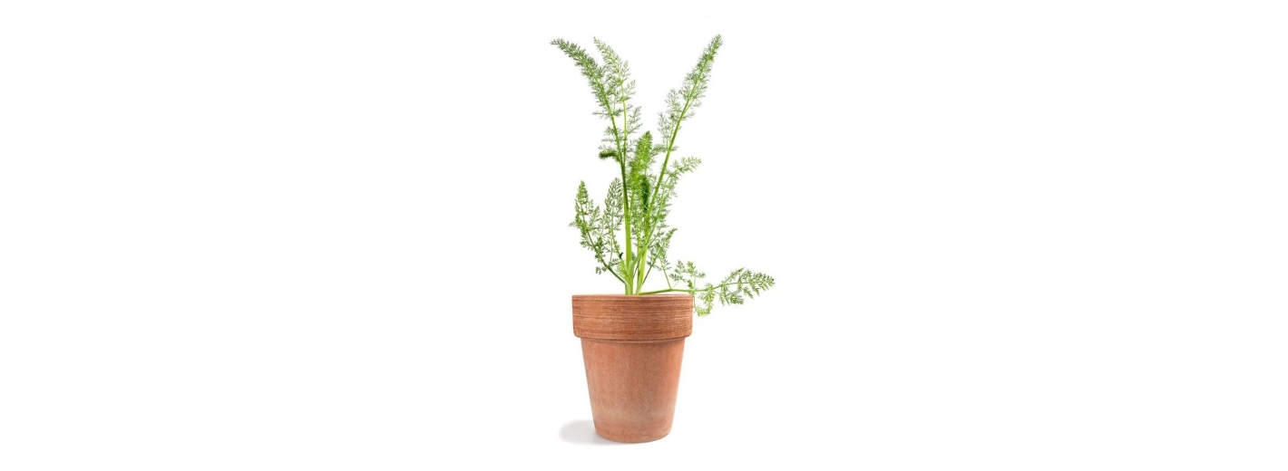 Fenchel