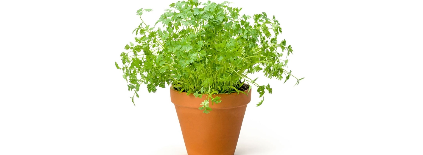 Kerbel