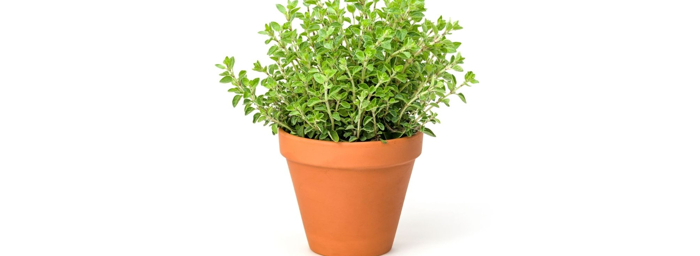 Oregano