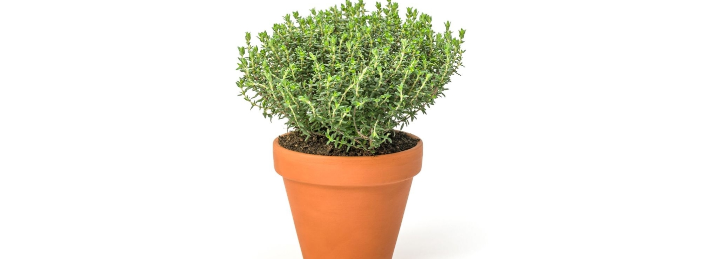 Thymian
