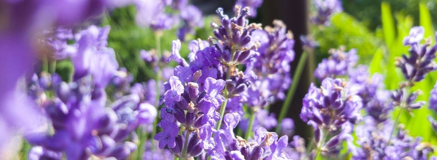 Lavendelbeet