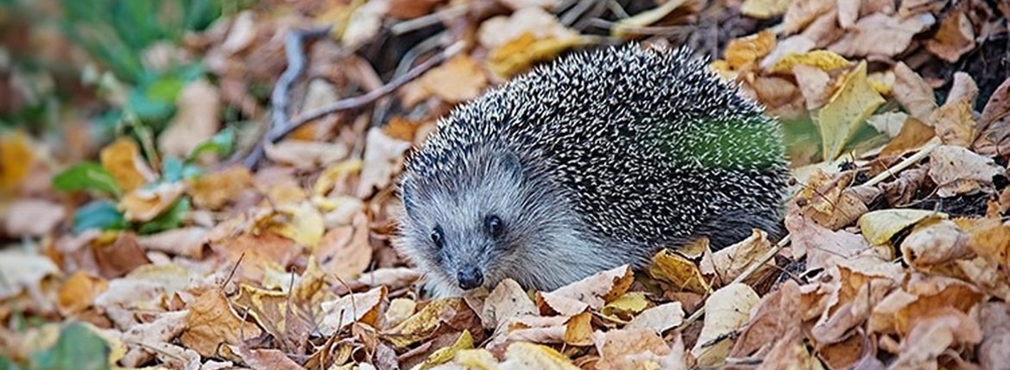 Igel im Laubhaufen