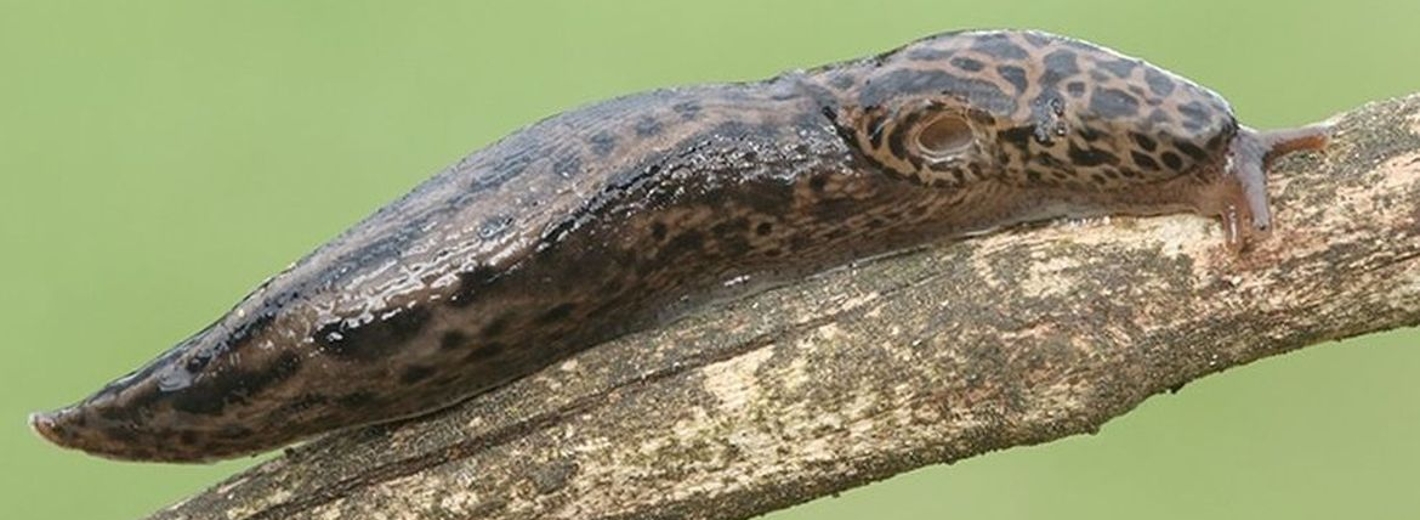 Tigerschnegel auf einem Ast