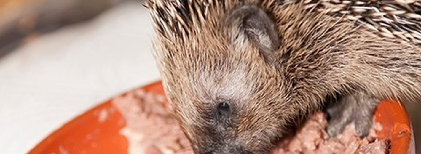 Igel frisst Dosenfutter
