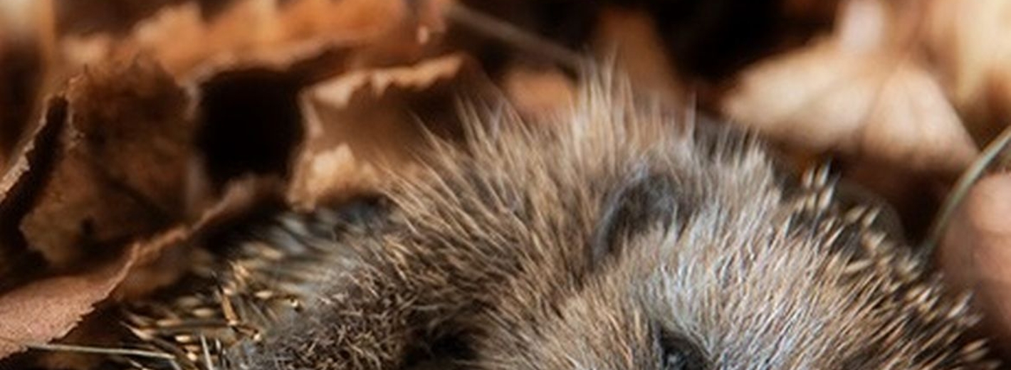 Igel macht einen Winterschlaf