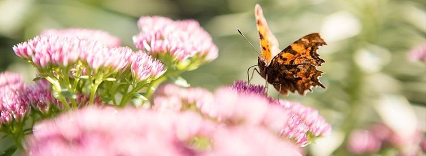 Farbenprächtiger Schmetterling