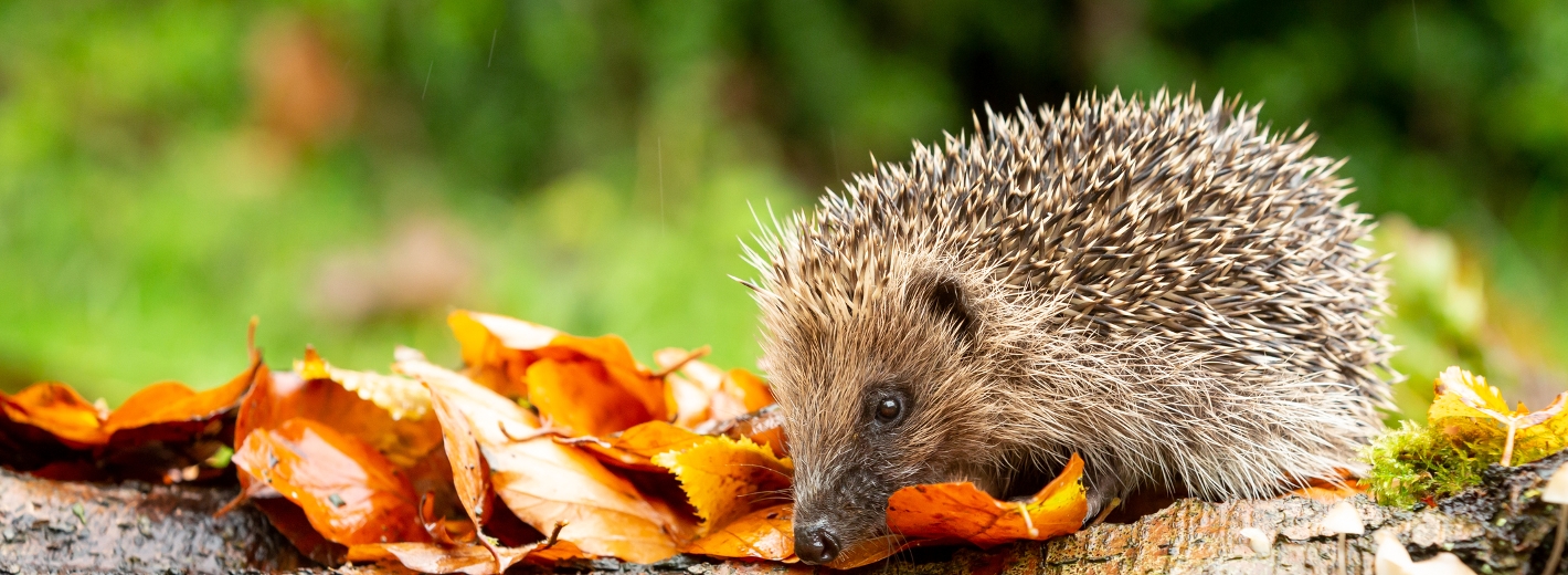 Igel im Garten