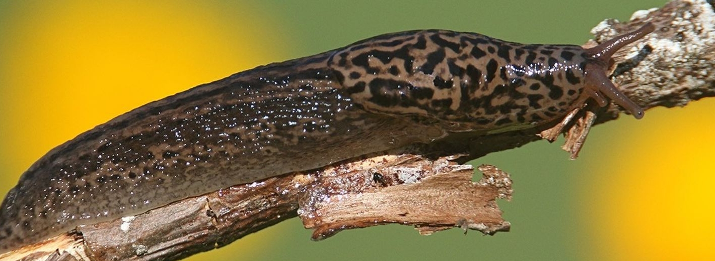 Tigerschnegel