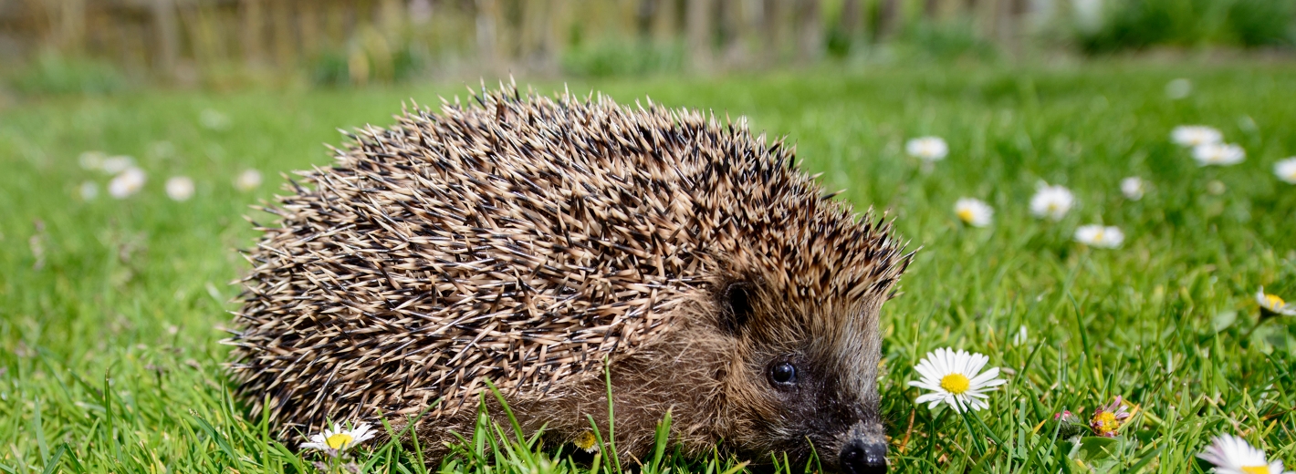 Igel in der Frühlingswiese