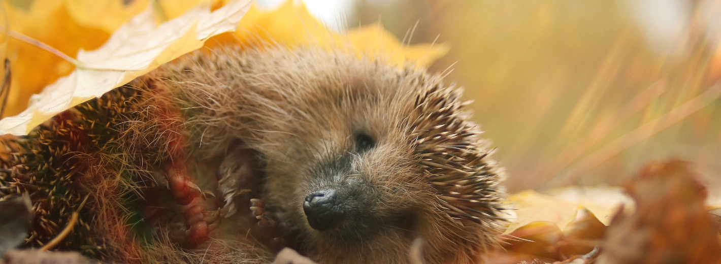 Igel liegt unter Laub