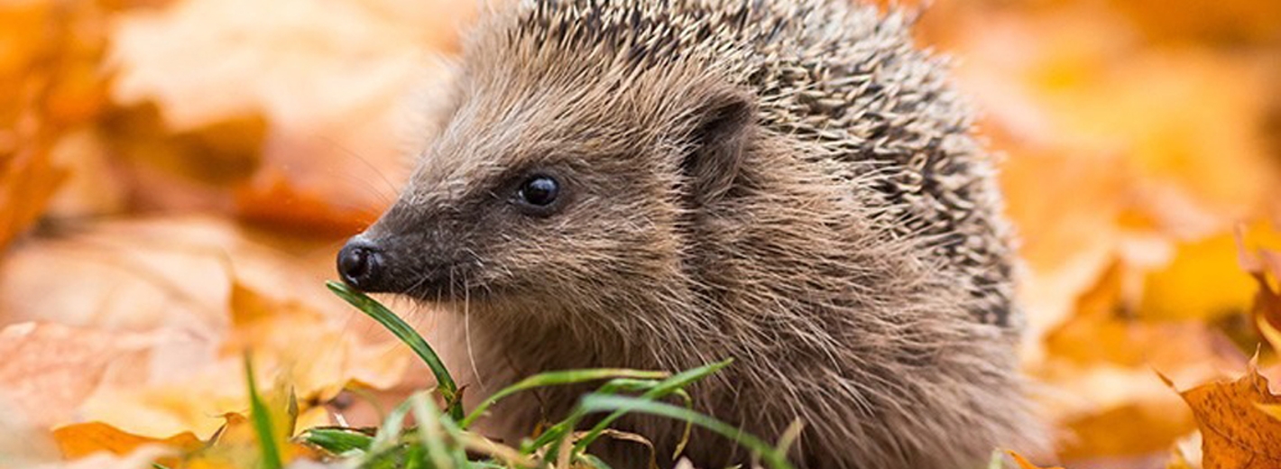 Igel