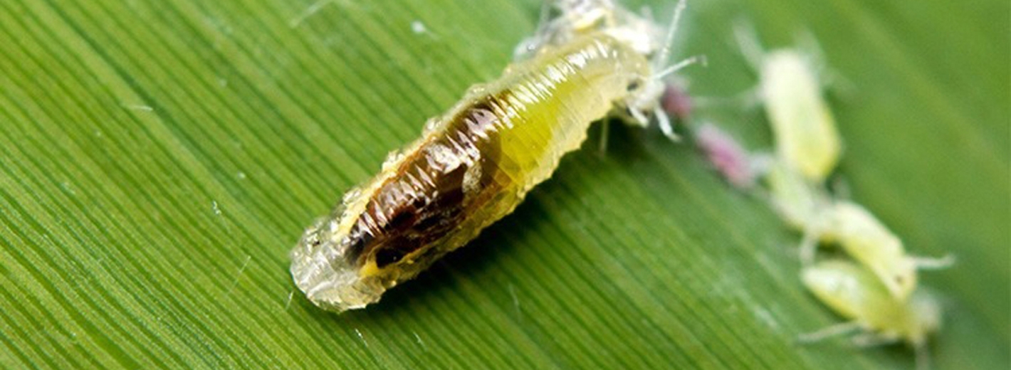 Larve Aphidoletes
