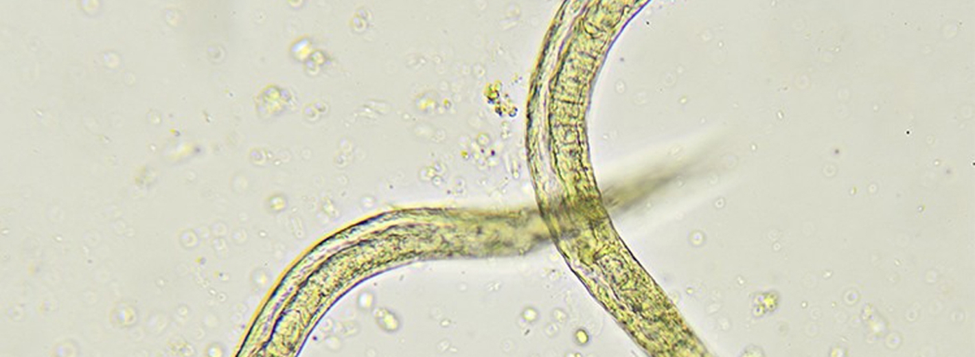 Nematoden