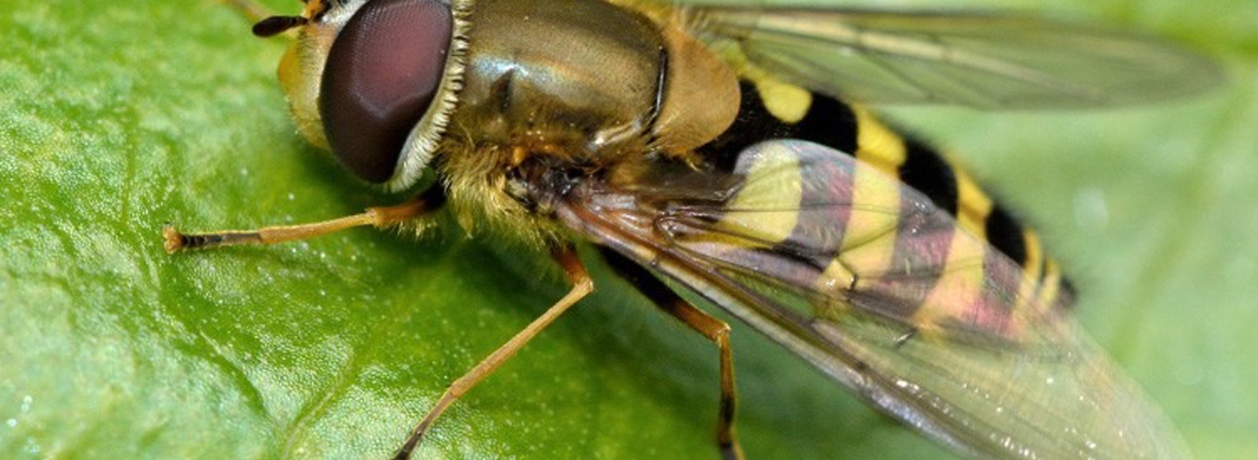 Schwebefliege