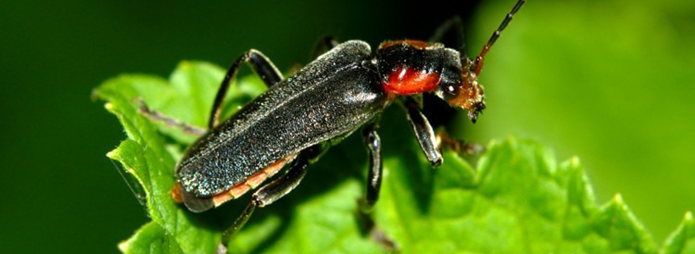 Weichkäfer