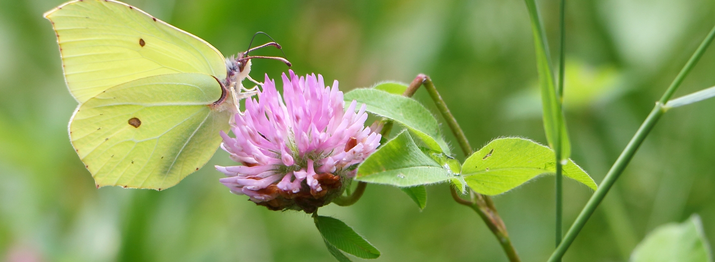 Schmetterling sitzt auf Rotkleeblüte