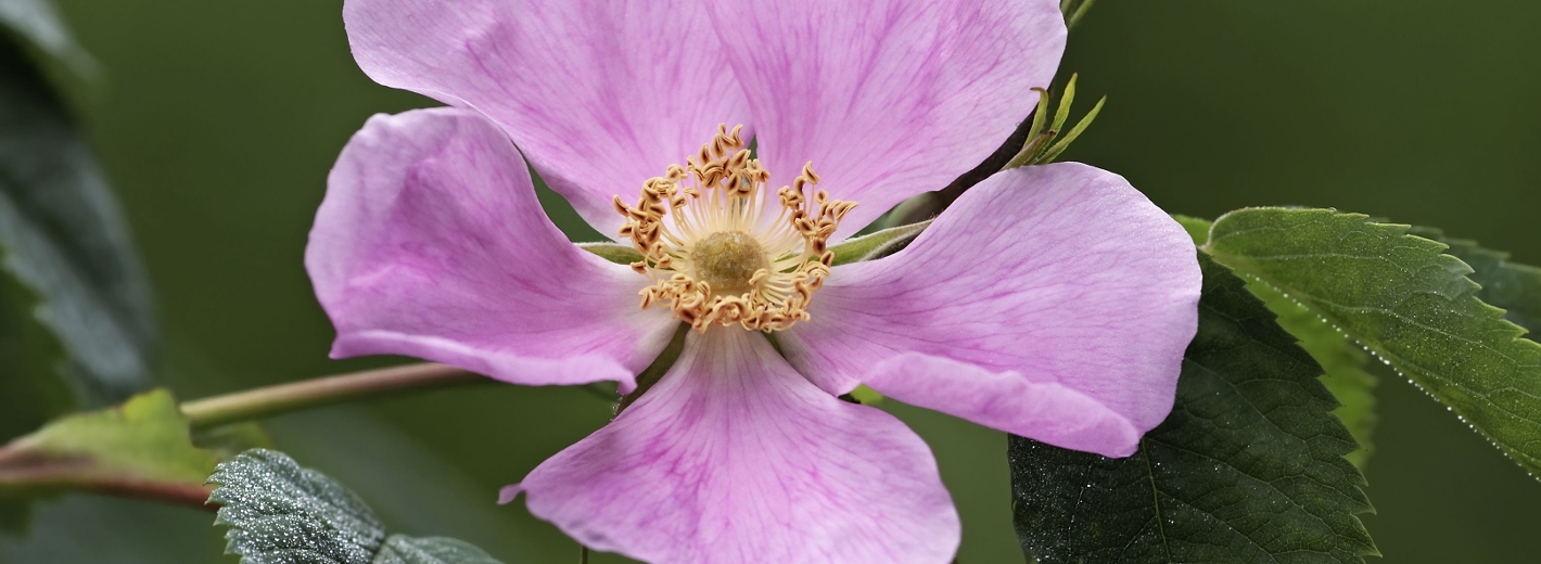 Wildrose