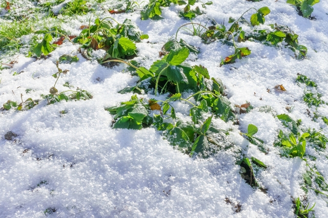 Erbeerpflanzen unterm Schnee