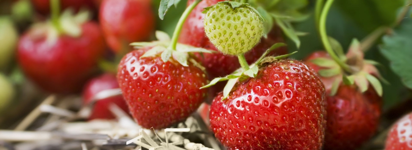 Erdbeeren