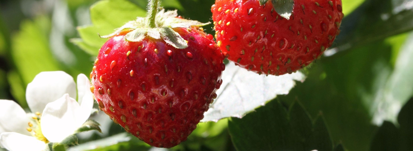 Erdbeeren