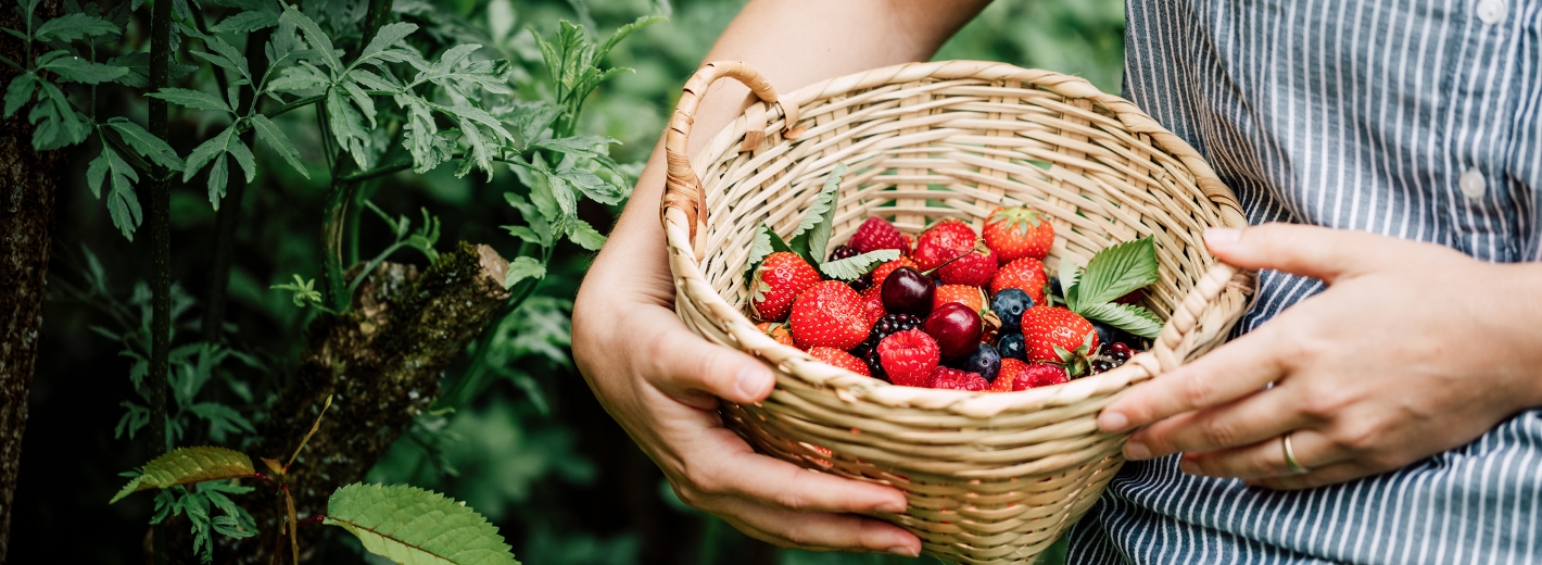 Beeren-Obsternte im Körbchen