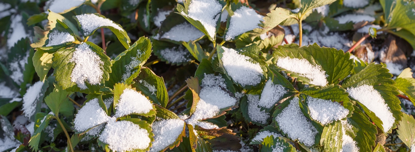 Erbeerpflanzen im winter