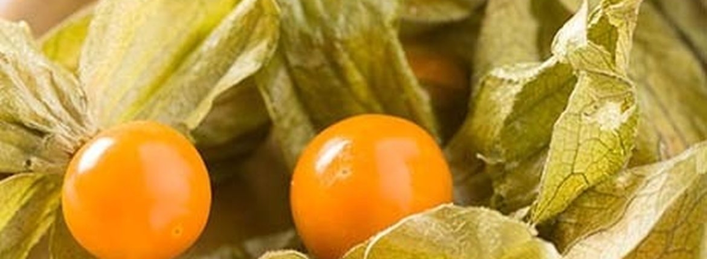 Physalis